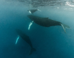 Dominican Republic, Silverbanks, Humpback whale