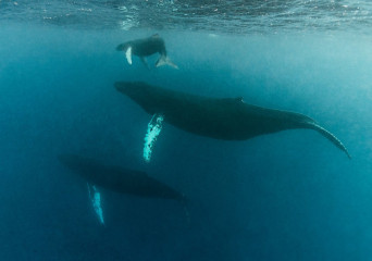 Dominican Republic, Silverbanks, Humpback whale
