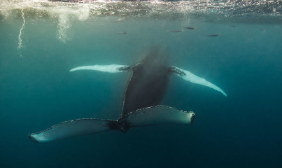 Dominican Republic, Silverbanks, Humpback whale