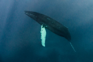 Dominican Republic, Silverbanks, Humpback whale