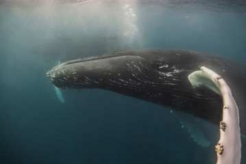 Dominican Republic, Silverbanks, Humpback whale
