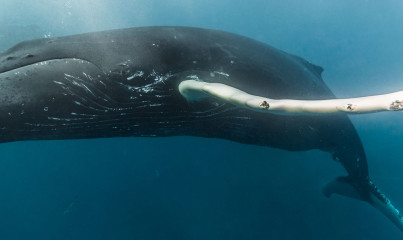 Dominican Republic, Silverbanks, Humpback whale
