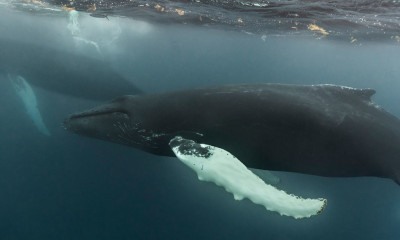 Dominican Republic, Silverbanks, Humpback whale