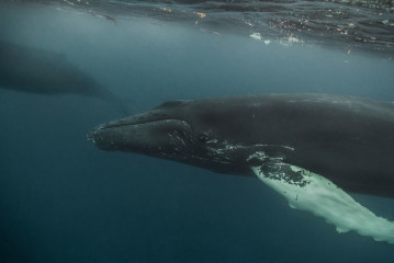 Dominican Republic, Silverbanks, Humpback whale