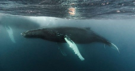 Dominican Republic, Silverbanks, Humpback whale