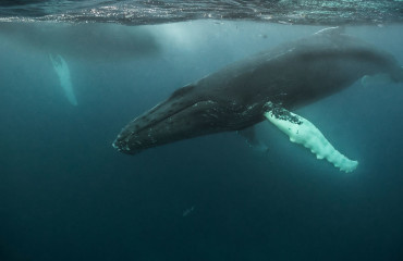 Dominican Republic, Silverbanks, Humpback whale