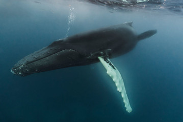 Dominican Republic, Silverbanks, Humpback whale