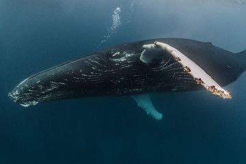 Dominican Republic, Silverbanks, Humpback whale