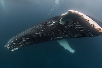 Dominican Republic, Silverbanks, Humpback whale