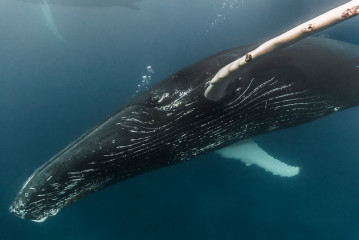 Dominican Republic, Silverbanks, Humpback whale