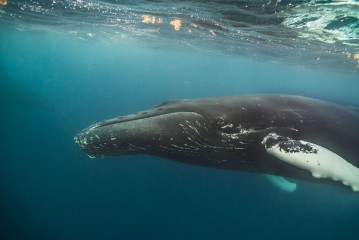 Dominican Republic, Silverbanks, Humpback whale
