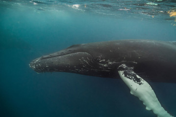 Dominican Republic, Silverbanks, Humpback whale