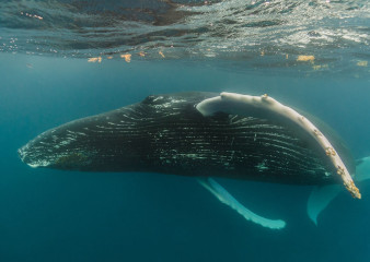 Dominican Republic, Silverbanks, Humpback whale