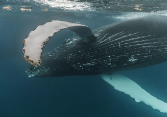 Dominican Republic, Silverbanks, Humpback whale