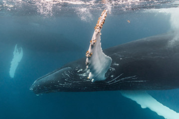 Dominican Republic, Silverbanks, Humpback whale