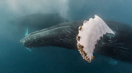 Dominican Republic, Silverbanks, Humpback whale