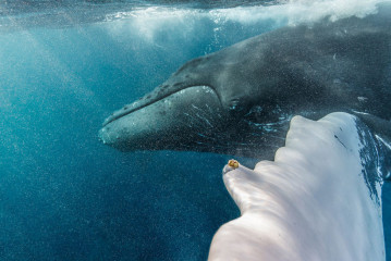 Dominican Republic, Silverbanks, Humpback whale