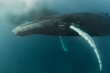 Dominican Republic, Silverbanks, Humpback whale
