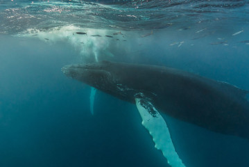 Dominican Republic, Silverbanks, Humpback whale