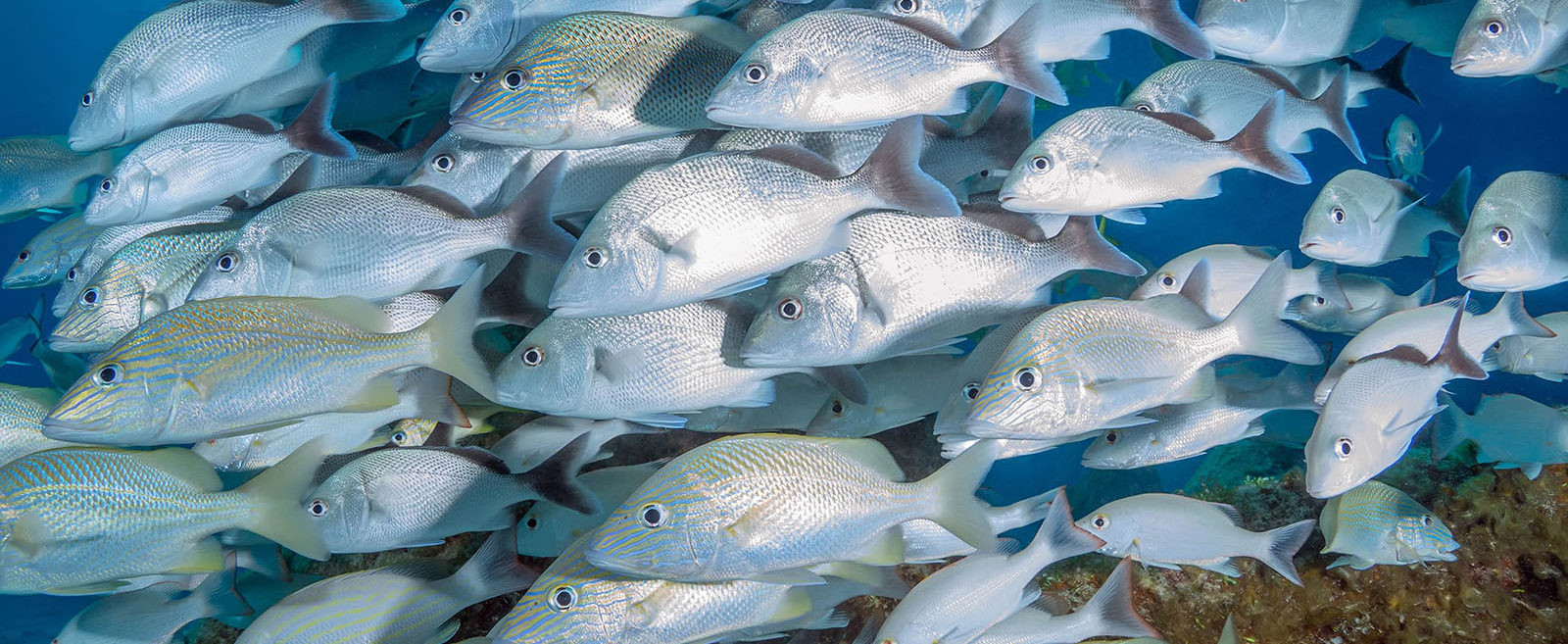 Mexico, Isla Mujeres, School of Fish
