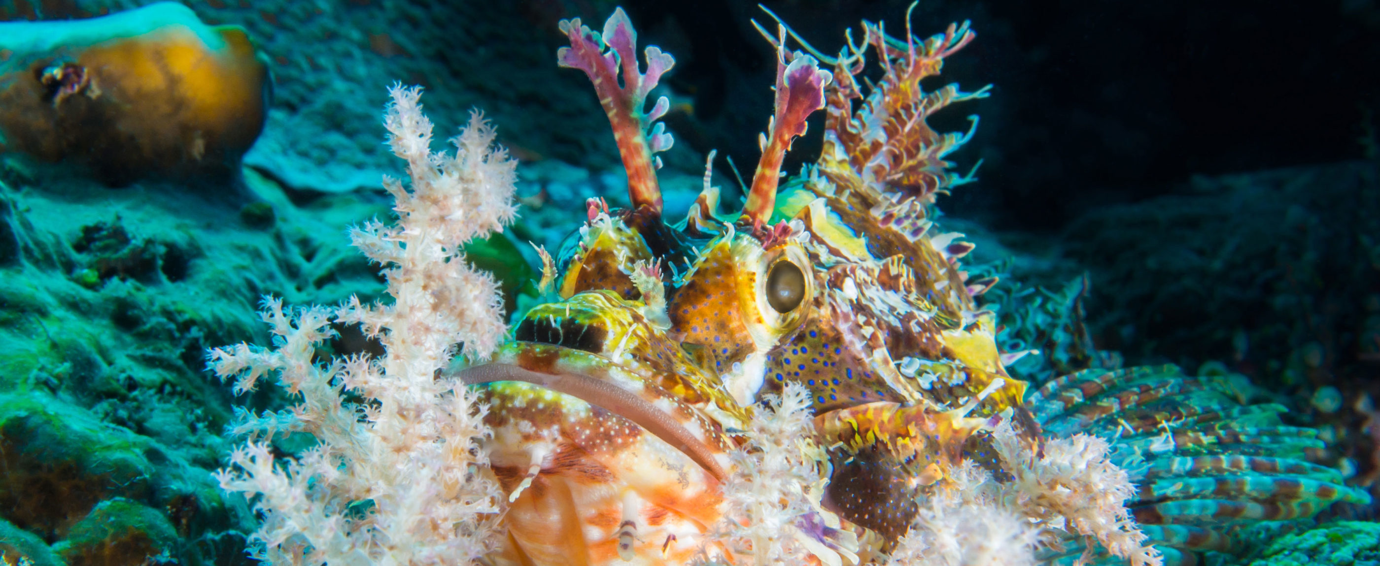 Indonesia, Manado, Bunaken Island, Colorful Stonefish