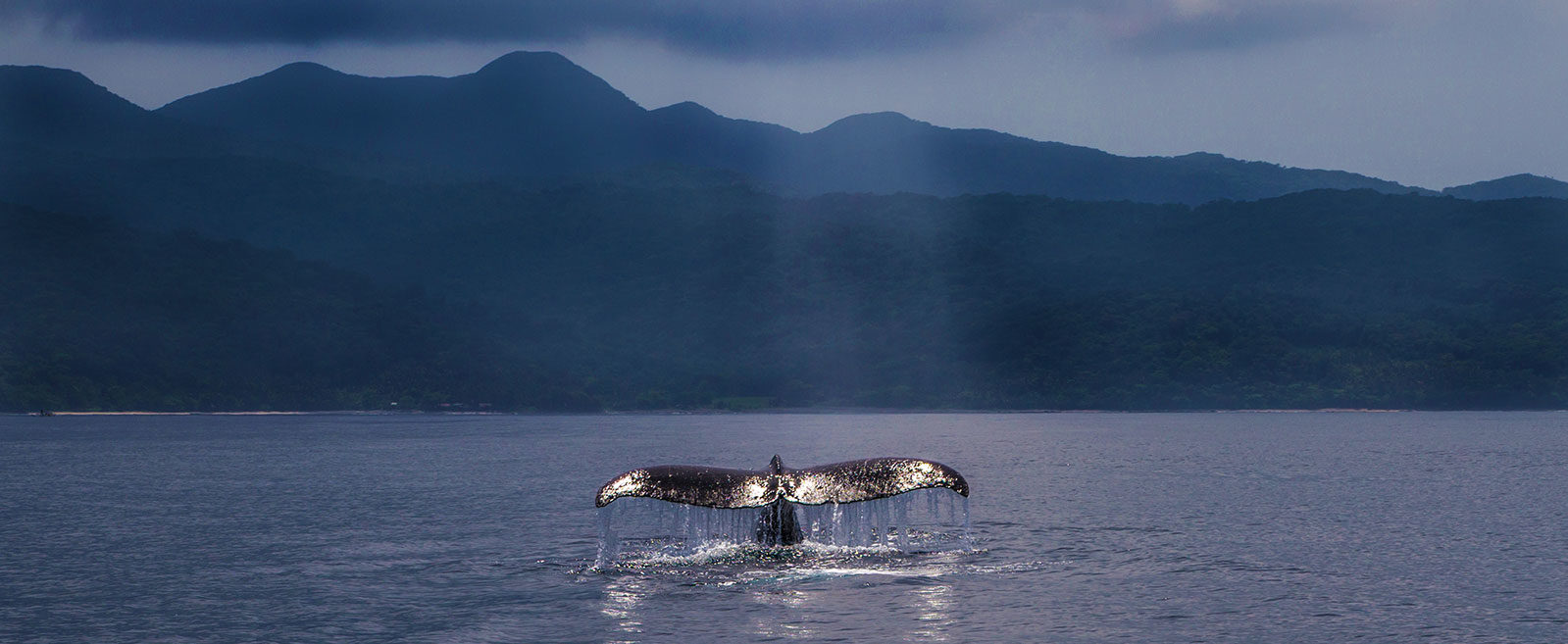Philippines, Calayan Islands, Humpback Whale Fluke